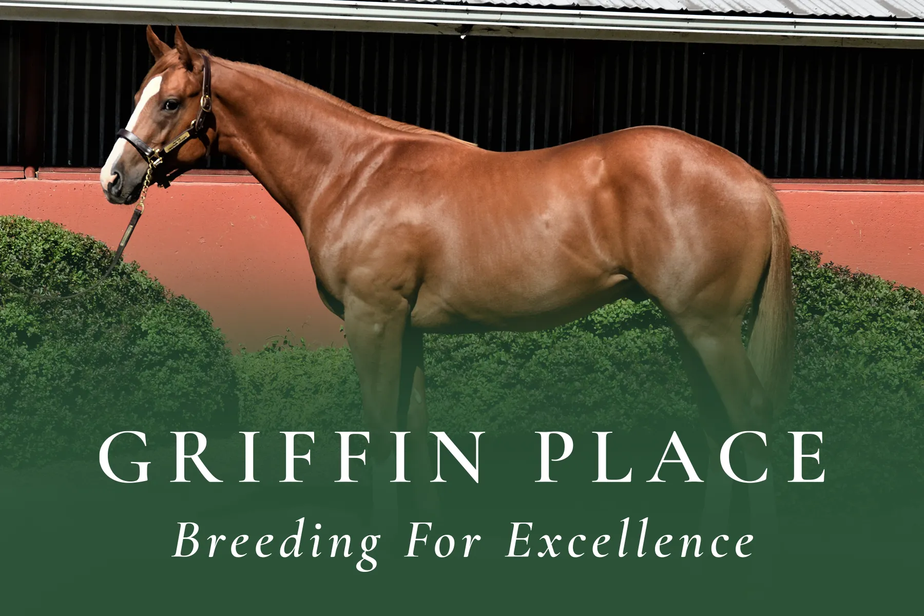 2019-hip59-Grazen-CourtroomCharmer 2019 WTBOA sale topping colt by Grazen, Courtroom Charmer, HIP 59