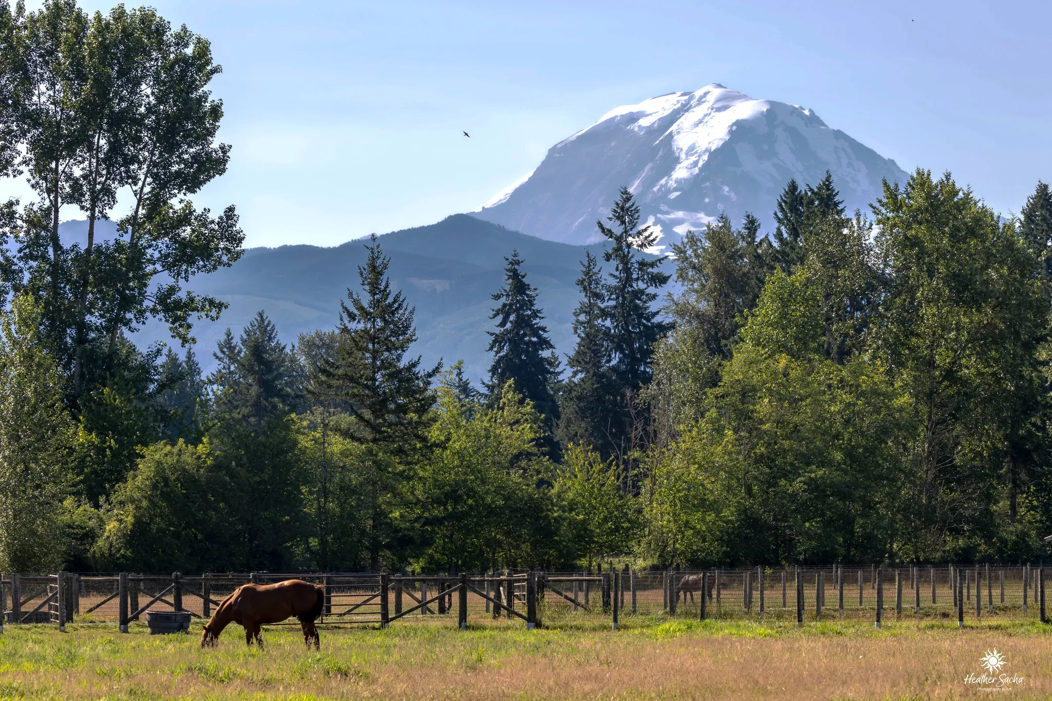 griffin-place-mount-rainier Griffin Place horses grazing with Mount Rainier in the background